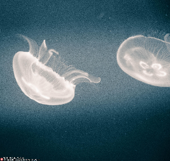 Medusas | Estitxu L. Carton | Photo | Safe Creative