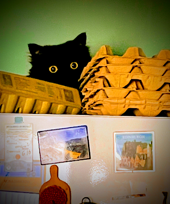 Mullholland Kat | RAFAEL GARC&Iacute;A FL&Oacute;REZ | Photo | Safe Creative