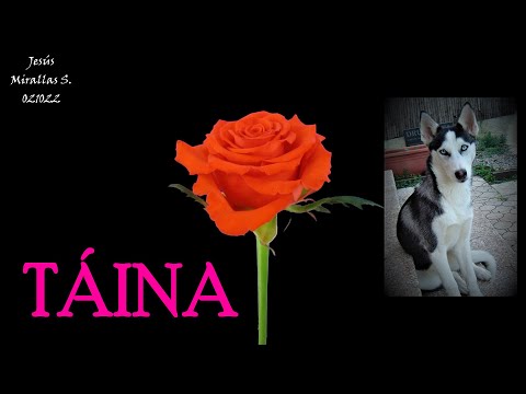 T&Aacute;INA (J.Mirallas) | Jes&uacute;s Mirallas Sariola | Pop / Rock | Safe Creative