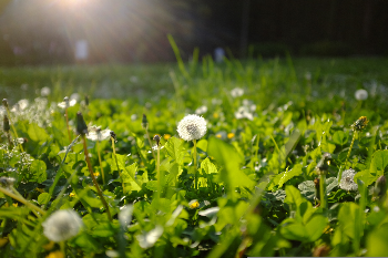 Flor | Pilar Almarza | Photo | Safe Creative