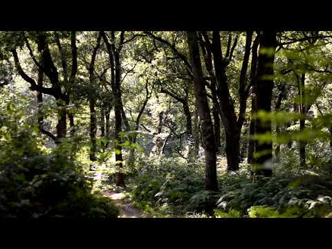 Bosque Viejo | Alejandro Ahumada Avila | Novel | Safe Creative