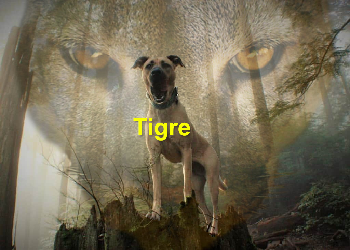 Tigre | Alejandro Ahumada Avila | Novel | Safe Creative