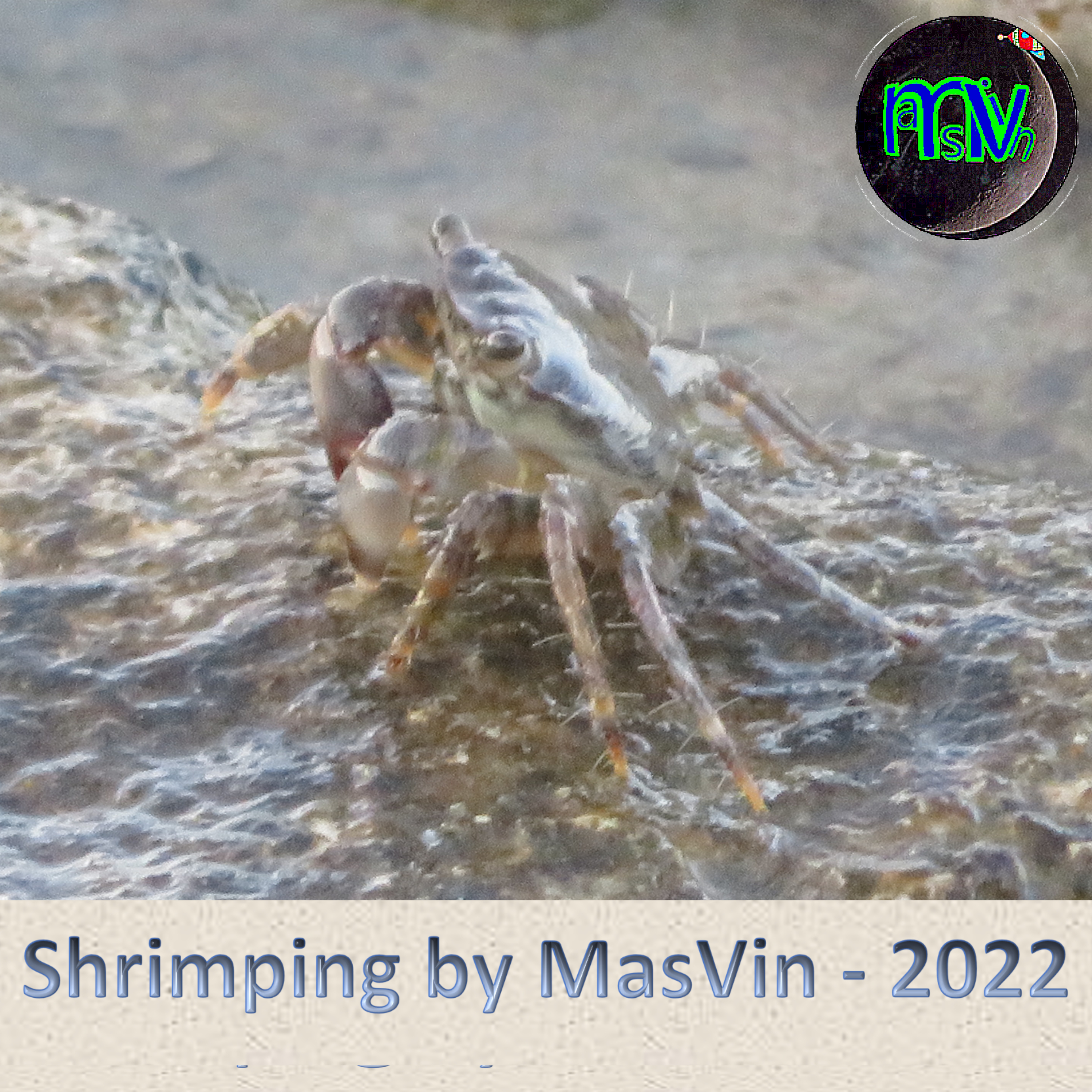 Shrimping | Vincenzo Mascello | category.null | Safe Creative