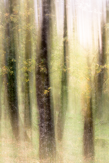 Elementales | Roberto Conde | Photo | Safe Creative