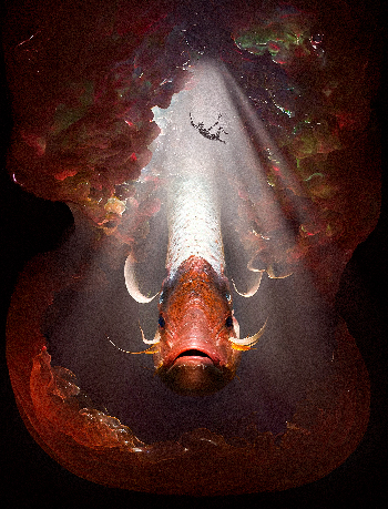 salmonete del abismo | Hugo Zapata | category.null | Safe Creative