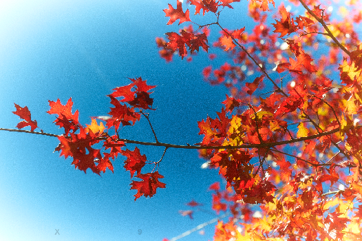 Autumn sunshine | X93Y | Photo | Safe Creative