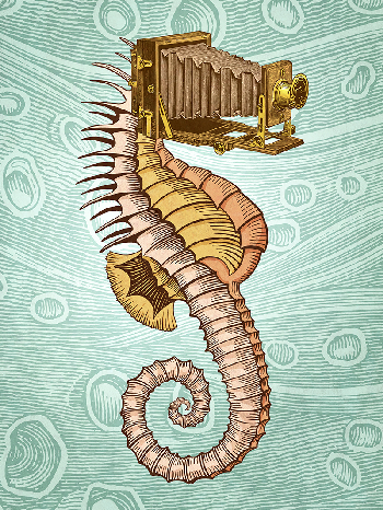 Hippocampus Camerarum | Pepetto | category.null | Safe Creative
